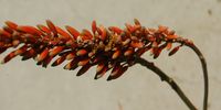 Aloe. Photographer: Faith Rubin