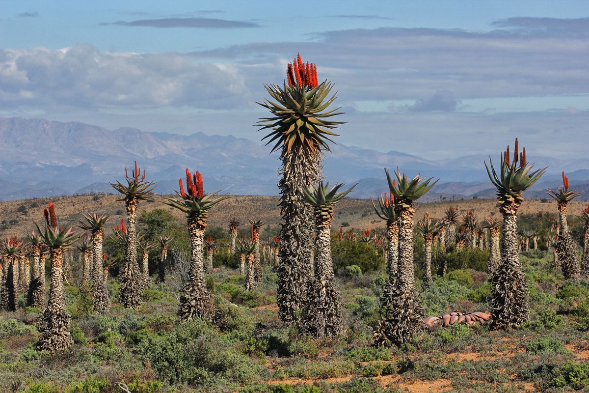 Aloe ferox: The Karoo’s winter soldiers