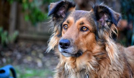 To the dogs: What pet food reveals about the dawn of the Trumpocene