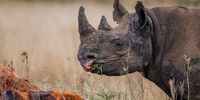 Endangered... but protected by caring people. Photographer: Craig Sagar