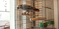 A grey parrot in Serbia, one of the most wanted and endangered birds, needs a special CITES permit to be traded. (Photo: Ingrid Gercama)