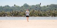 Birdlife on Chundu Island beach (Photo: Angus Begg)