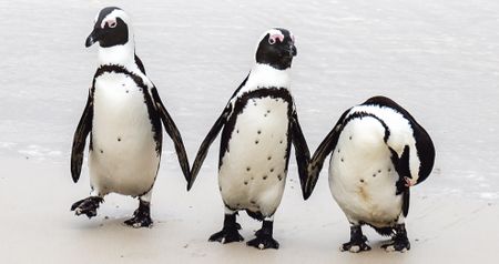 Biodiversity under pressure — Western Cape ecosystems at a crossroads