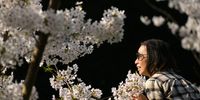 LONDON, ENGLAND - MARCH 24: A woman poses for a photograph with the blossom-covered trees in Regent's Park on March 24, 2022 in London, England. Spring in the UK is kicking off with a week of warm temperatures across the country. (Photo by Leon Neal/Getty Images)