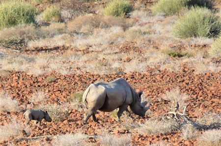 Controversial tin mine in Namibia imperils conservation of endangered black rhino
