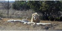 White lions at a safari-type open enclosure in South Africa. (Photo: World Animal Protection)