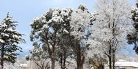 The branches of trees in the town of Barkly East are covered in snow on Thursday morning, 29 June, 2023. The South African Weather Service said that these snowy conditions were the result of the passage of a cut-off low system along the west coast of South Africa. (Photo: Lesley Maise)