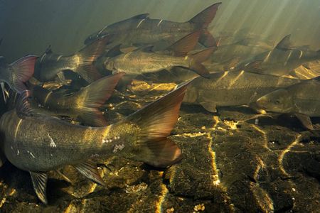 SA’s sandfish are on the brink of extinction but farmers are stepping in to help rescue them