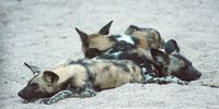 African painted dogs Photo:Jeffrey Barbee