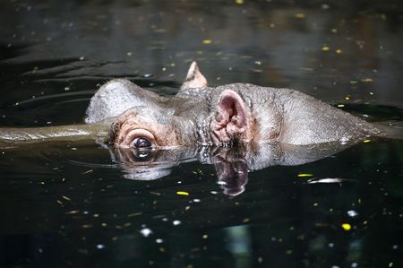 Hippo roaming streets of Mbombela finally darted