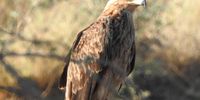 Tawny Eagle Umbabat. CREDIT: Mattie van Wymeersch 