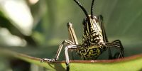 Another little friend. Photographer: JJ Clark