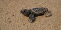 A loggerhead turtle hatchling. (Photo: Andy Coetzee)