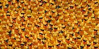 CHICAGO, IL - AUGUST 05: Rubber ducks float in the Chicago River during the Chicago Ducky Derby on August 05, 2021 in Chicago, Illinois. Derby organizers dropped 70,000 rubber ducks into the river to raise money for Special Olympics Illinois. Donors sponsored ducks in the derby for $5 each. The sponsor of the first duck to cross the finish line won a new SUV.  (Photo by Scott Olson/Getty Images)