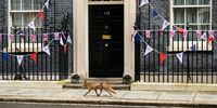 A fox walks past the front door of number 10, ahead of the weekly Cabinet meeting at Downing Street on May 09, 2023 in London, England. (Photo by Leon Neal/Getty Images)