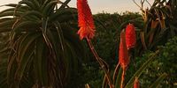 North Beach, Durban. Aloe, Aloe, Aloe:  Winter's arrival. Image: W Giles