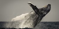 Breaching humpback on the Transkei coast. (Photo: Peter & Beverly Pickford Wildlife Photography)