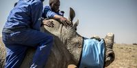 BM-Ed-Rhino/Horn 