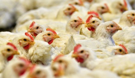 Chicken debate: See Brazil as ‘a partner, not an enemy’