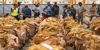 Tobacco buyers look at harvested tobacco leaves during an auction in Harare, Zimbabwe, 13 March 2024. According to the Tobacco Industry and Marketing Board (TIMB) the tobacco output is predicted to fall to 265 million kilogrammes this season, from 294 million kilogrammes recorded the previous season as farmers had planted 113,101 hectares under the crop by 02 February 2024, a 4 percent decline from last year’s 117,645 ha. The number of growers had decreased as a result of a drought due to the El Nino weather pattern. Tobacco is one of Zimbabwe’s biggest foreign currency earners and most of the production is exported to China.  EPA-EFE/MUNASHE CHOKODZA