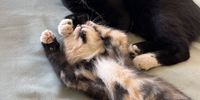 I’ll just pretend to be asleep… Photographer: Carol