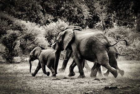 Killing elephants in Botswana is a vote-catcher that could go badly wrong