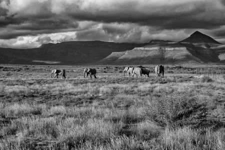 The Great Elephant Crossing: Did elephant herds once rumble through the Karoo plains?