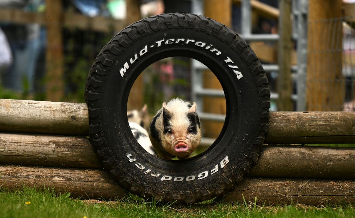 Pigs fly at pig racing event, and more from around the world