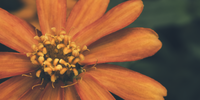 Close up of an orange African daisy. Photographer: Edgar Fabian Hurtado Gonzalez