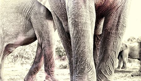 Op-Ed: Molewa takes aim at wild elephants