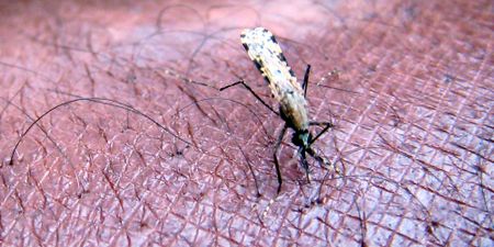 After the Bell: How good news about malaria in Africa is dampened by the cult-like spell of Trump