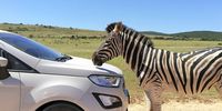 This heavily pregnant zebra decided to block this car from passing her. She had already blocked the whole road for about 15 minutes and this driver had to wait at least another 10 minutes before she finally moved out of the way.  (Photo: Anne Laing)