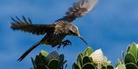 A sunbird coming in for landing. Photographer: Karin Linder