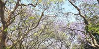 Jacarandas in Joburg after the rains…Letaba Junction Letsitele.