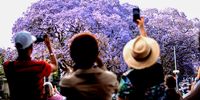 Jacaranda in Your Pocket season. (Photo: Marc Herve)