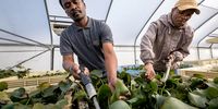 Employees, part of the Centre of Biological Control, at Rhodes University in Makhanda, work in the rearing station to breed weevils as biological control agents. (Photo: David Taylor / Centre for Biological Control)