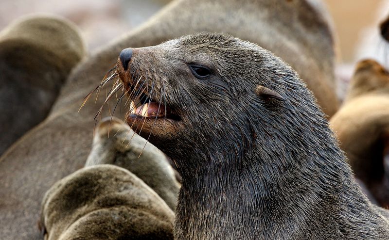 Rabid seals bite at least 176 people as fatal disease spreads, threatening other species