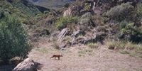 Cape Town's wilder inhabitants: Caracal on Champan's Peak. Image: Deerah Pillay Lungoomiah 