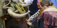 epaselect epa12154402 Pilgrims caress the oxen pulling the 'Simpecado' float of the Brotherhood of El Rocio of Seville-El Salvador in Seville as they depart on their pilgrimage to the El Rocio hermitage, located in the village of Almonte, Spain, 04 June 2025. Approximately one million people from across Spain make the journey to pay homage to Our Lady of Rocio each year.  EPA-EFE/RAUL CARO