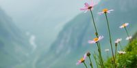 It's cosmos season. Photographer: Lynette Marx</p>
<p>P4U_readersubmission_20250411