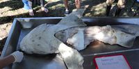 A sevengill shark who had its liver removed by the killer whale pair in Pearly Beach in February 2023. Whale expert Simon Elwen said one adult killer whale needs the equivalent of one white shark liver a day for its dietary requirement. (Photo: Marine Dynamics Conservation Trust)