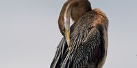 African Darter preening. Image: Glyn Davies
