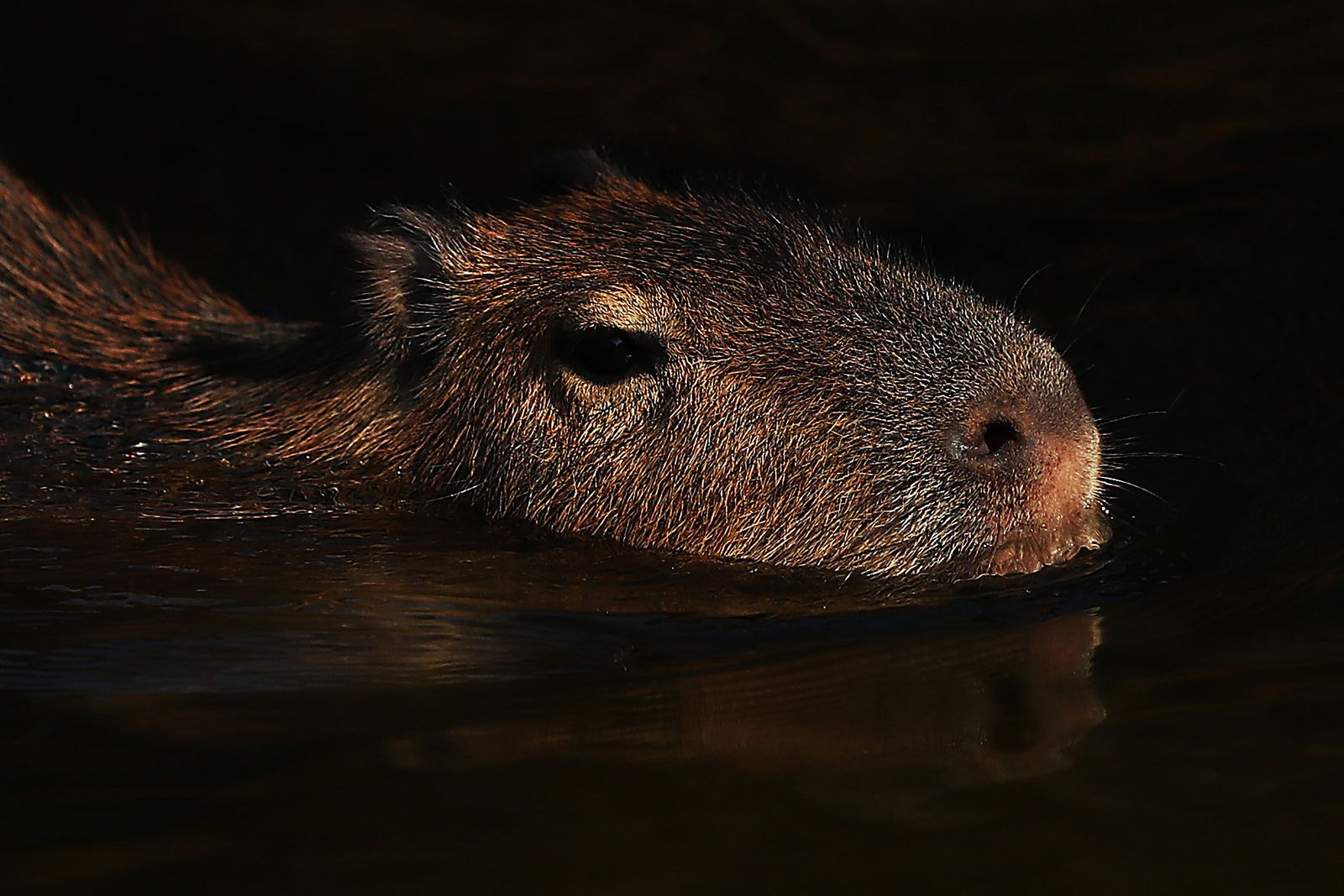%%page%% Behold the audacious Capybara: Make like the Cappy, people