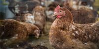 Illustrative image | Astral Foods. (Photo: Astral) | Chickens at Astral Foods.  (Photo: Guitar_Tawatchai/Freepik)