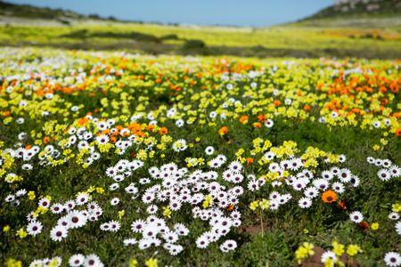 West Coast flower season blossomed with joy and an influx of tourism