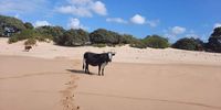 Perfectly good beach picture photo bombed by Nguni cow :-)<br>Image: Daniel Bussin