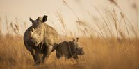 White rhino cow and calf. (Photo: Brent Stirton / African Parks)