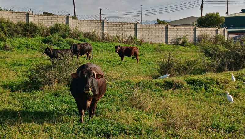 Foot-and-mouth disease spreads in Nelson Mandela Bay, raising fears for local dairy industry