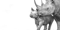 Adult and young black rhino. Pencil drawings: https://matthewbellart.co.za