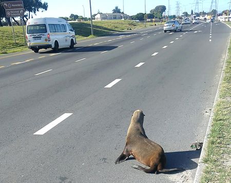 Looking for an arf-price sale? Meet Santa the seal who went Christmas shopping
